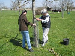 Baumpflegeaktion  2010 02